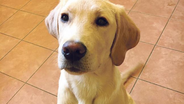 Marley sucht ein neues Zuhause