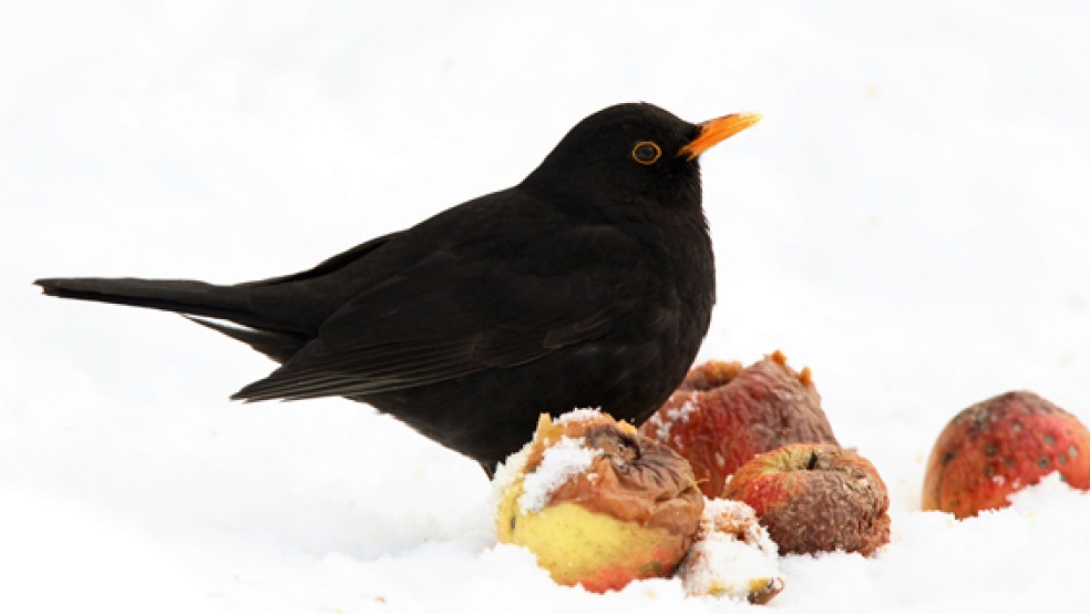 Hatte den Schnabel vorn bei der Vogel-Zählung des NABU: Die Amsel. © Foto: NABU