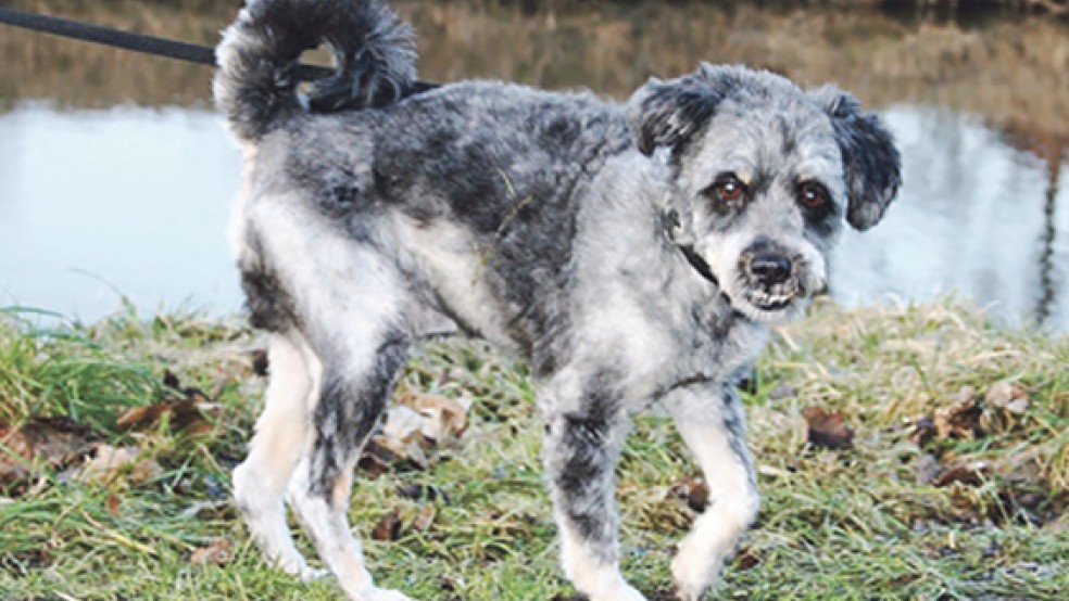 Wer möchte Timmy bei sich aufnehmen? Der Pudel-Mischling ist ein umgänglicher Begleiter. © Foto: Tierschutz Rheiderland