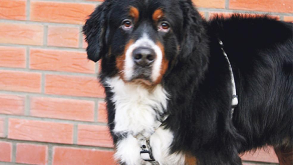 Treuer Blick: Der Berner Sennenhund »Sam« ist eine Seele von Hund. © Foto: privat
