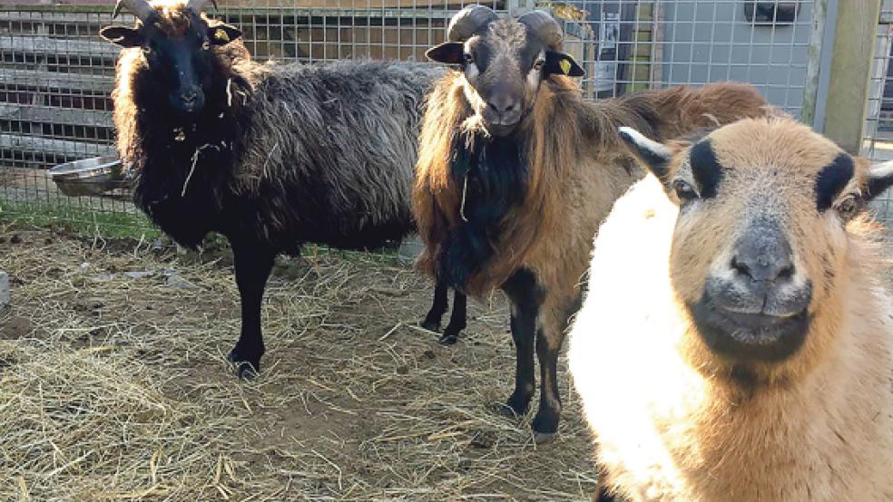 Zwei Kamerunschafe und eine Heidschnucke leben zurzeit im Tierheim in Stapelmoor. Der Tierschutz Rheiderland sucht eine Pflegestelle für das Trio. © Foto: Tierschutz Rheiderland