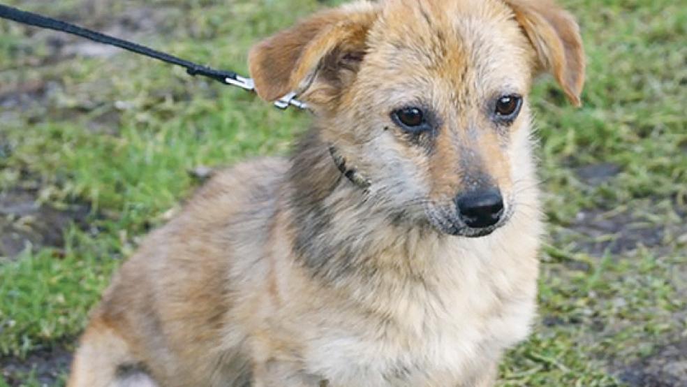 »Sandy« ist derzeit im Tierheim in Stapelmoor untergebracht. Vielleicht ändert sich das bald. © Foto: Tierschutz