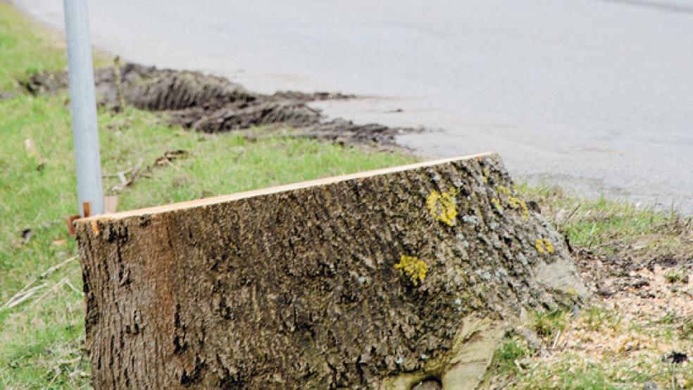 Dieser Baum an der Ortsdurchfahrt in Jemgum musste gefällt werden. © Foto: Hanken