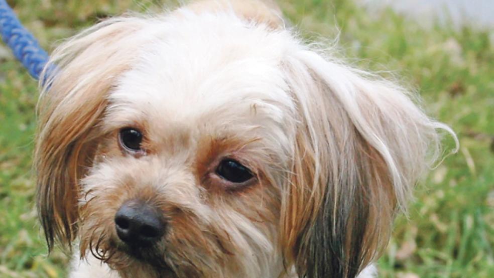 Maxx ist derzeit im Tierheim in Stapelmoor untergebracht. Der Chihuahua-Mischling sucht ein neues Zuhause. © Foto: privat