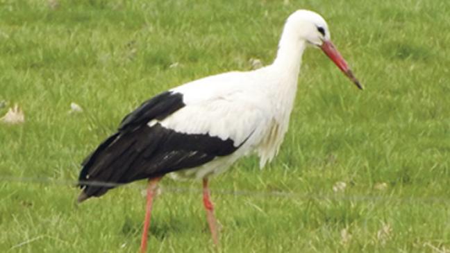 Storch zurück  in Weener