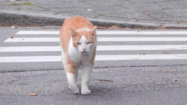50 verwilderte  Katzen kastriert