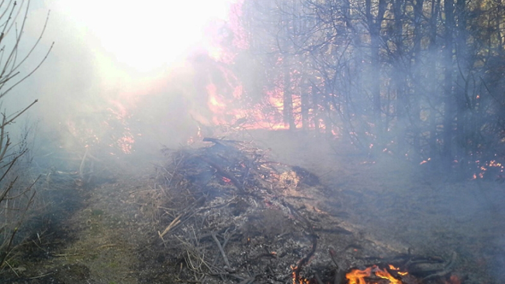 Lichterloh in Flammen stand eine Hecke auf einem Baumschul-Gelände in Rhaudermoor. © Foto: Kreisfeuerwehr