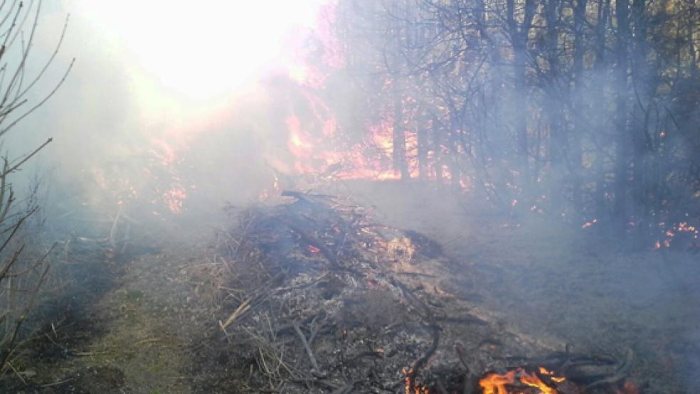 Lichterloh in Flammen stand eine Hecke auf einem Baumschul-Gelände in Rhaudermoor. © Foto: Kreisfeuerwehr