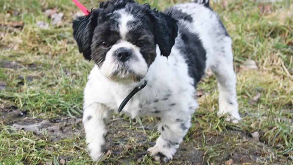 »Whiskey« ist ein 2015 geborener Shih Tzu Mix. © Foto: privat