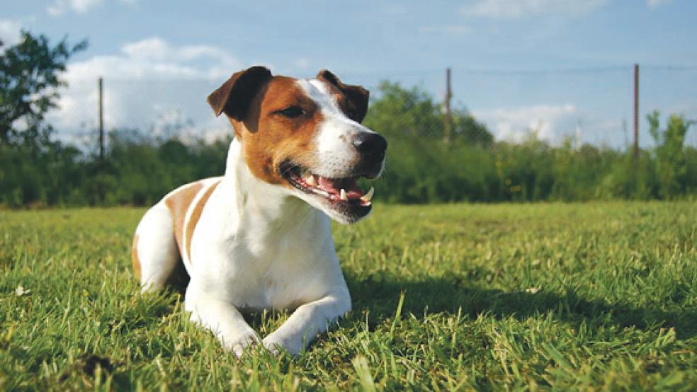 Es ist wieder soweit: Hunde müssen ab dem 1. April wieder an die Leine. Die Regelung gilt bis zum 15. Juli, teilte der Landkreis Leer mit.  © Foto: RZ-Archiv