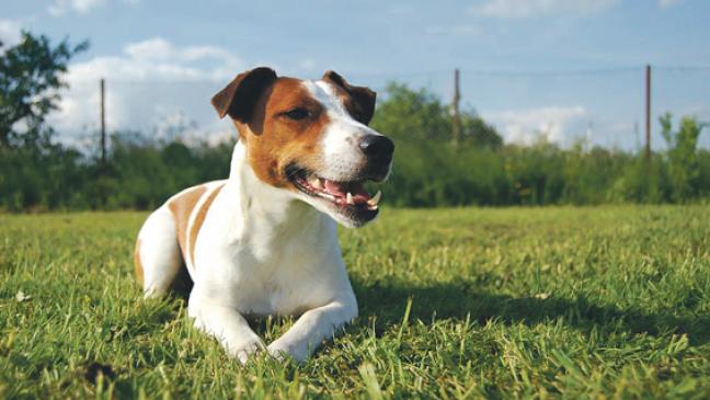 Hunde wieder an die Leine