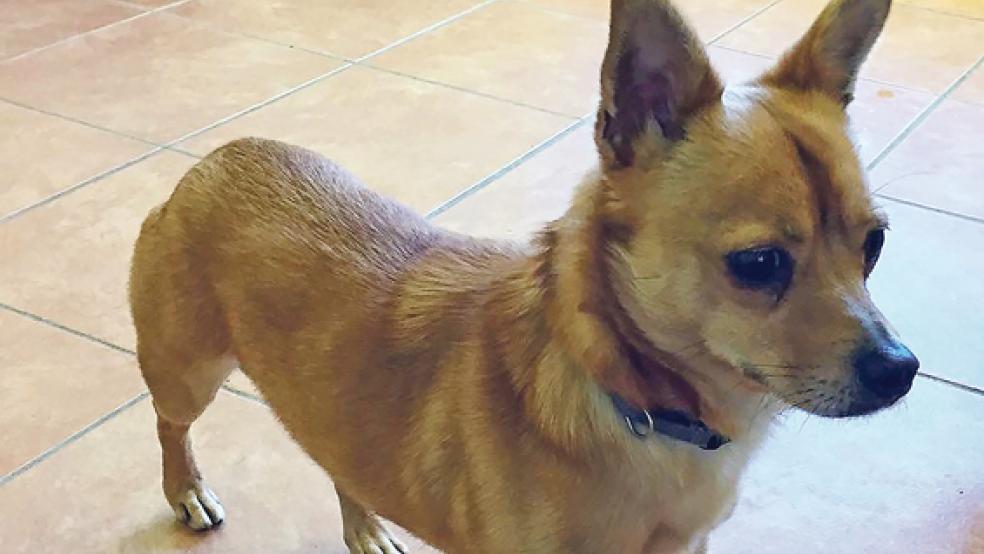 Ein lebhaftes Kerlchen ist Dudley. © Foto: Tierschutz Rheiderland