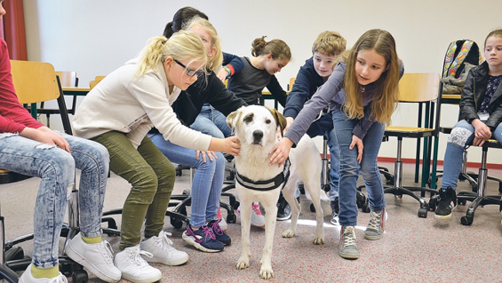 Schulhund »Oskar« ließ sich von den Schülern streicheln. Bei zu viel Trubel konnte er sich in seine Hundebox zurückziehen.  © Foto: Muising