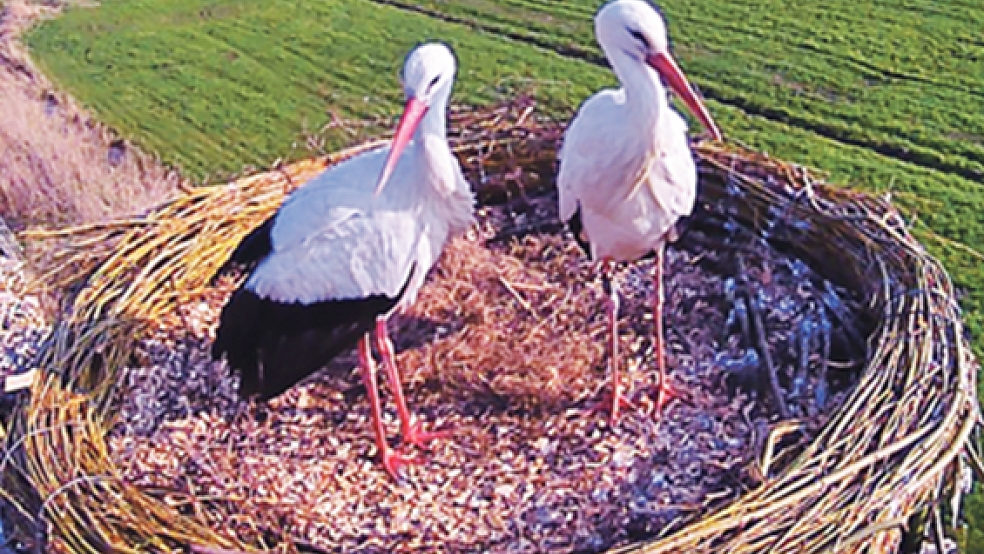 Vereint im Nest: In Weener-Buschfeld kann die Familienplanung des Storchenpaares beginnen. © Foto: privat