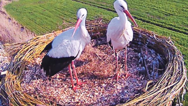 Traute Zweisamkeit im Buschfelder Nest