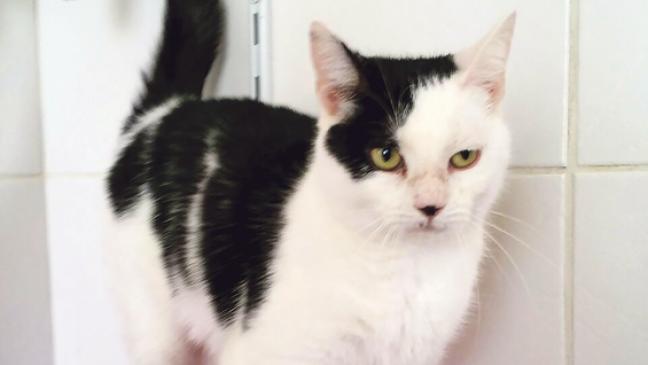 Katze »Oreo« ist sehr gesprächig