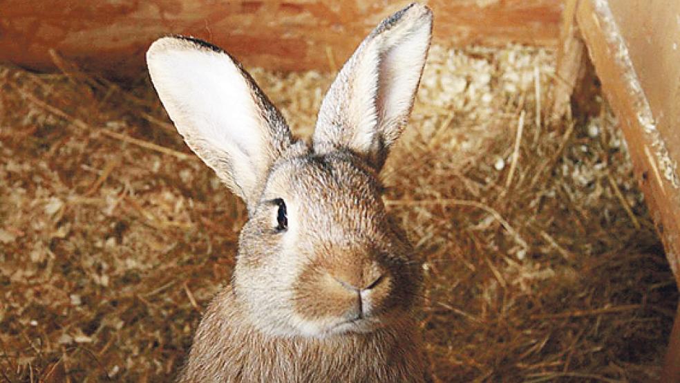 »Harvey« (Bild) und sieben seiner Artgenossen sind derzeit im Tierheim in Stapelmoor untergebracht. © Foto: Tierschutz