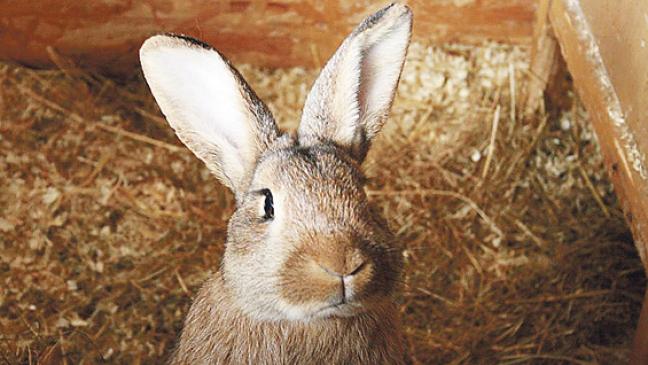 Tierheim betreut acht Kaninchen