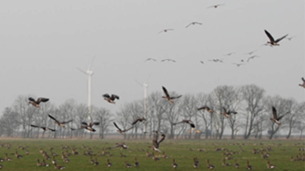 Die Gänseschwärme im Rheiderland erschweren den Bauern die Bewirtschaftung ihrer Ländereien. © Foto: Archiv