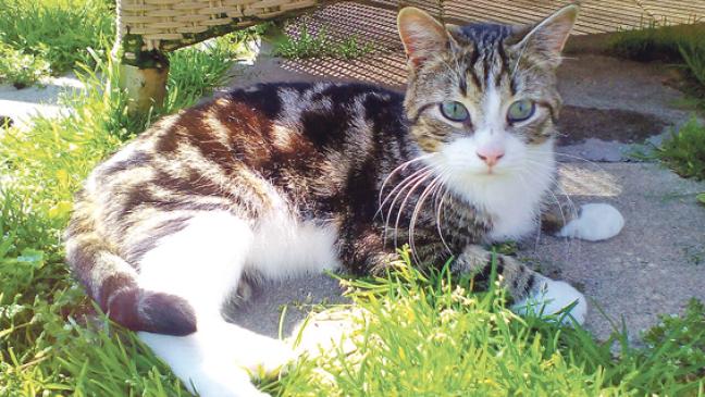 Schmusekater »Sam« ist verspielt