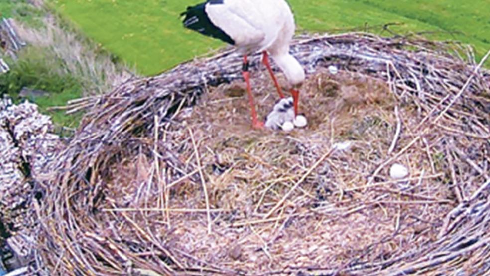 Frischgeschlüpft: Die drei Storchenkinder, wohlbehütet unter den Fittichen ihrer Mutter. © Foto: privat
