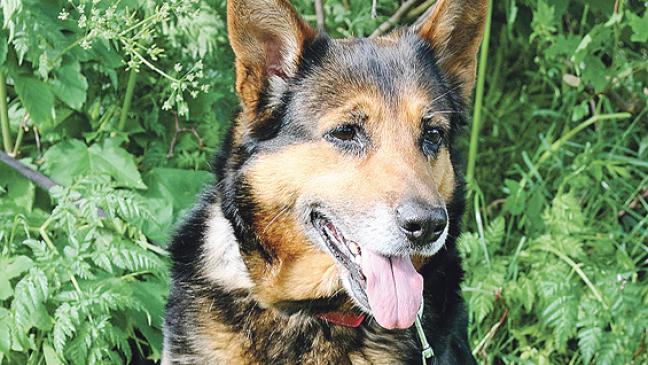 »Hedi« sucht ein neues Zuhause