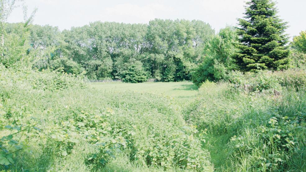Die Wiese zwischen Paltrockstraße und Klingele in Weener. Hier wurde eine verstümmelte Katze entdeckt. Offenbar gab es mehr Fälle in der Vergangenheit. © Foto: Hanken