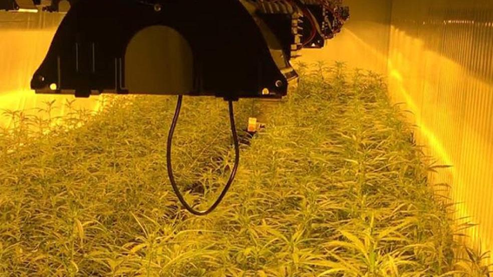 In zwei Containern bauten die Betreiber insgesamt 910 Marihuana-Pflanzen an. © Foto:Polizei Leer/Emden