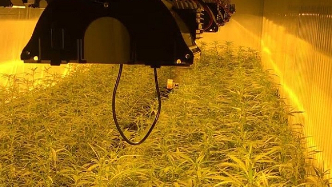 Polizei entdeckt  Marihuana-Plantage