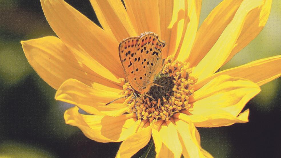 19 Gärten in Westerwolde öffnen ihre Pforten für Besucher. © Foto: privat