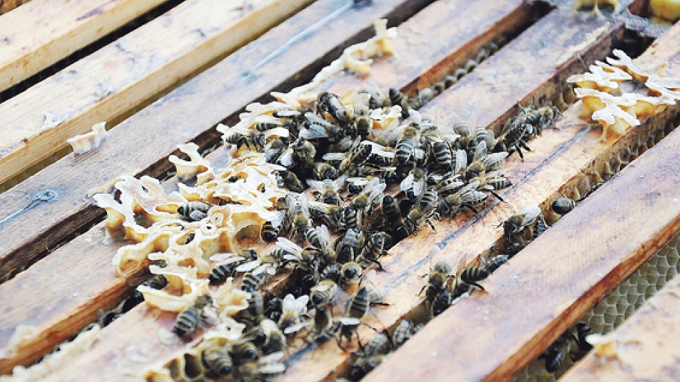 Im Rheiderland gab es bisher zwei Imkervereine. In Bunde wurde jetzt ein dritter, der »Imker- und Bienenzuchtverein Rheiderländer Naturharmonie«, ins Leben gerufen. © Archivfoto: Boelmann