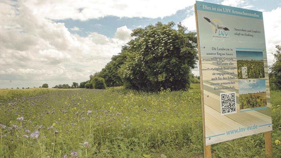 Für blühende Artenschutzstreifen am Rande von Äckern wie hier in Charlottenpolder sucht der Landwirtschaftliche Naturverein (LNV) Rheiderländer Marsch weitere Paten. © Foto: Szyska