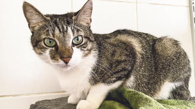 Katzenmutter »Jody« sucht Zuhause