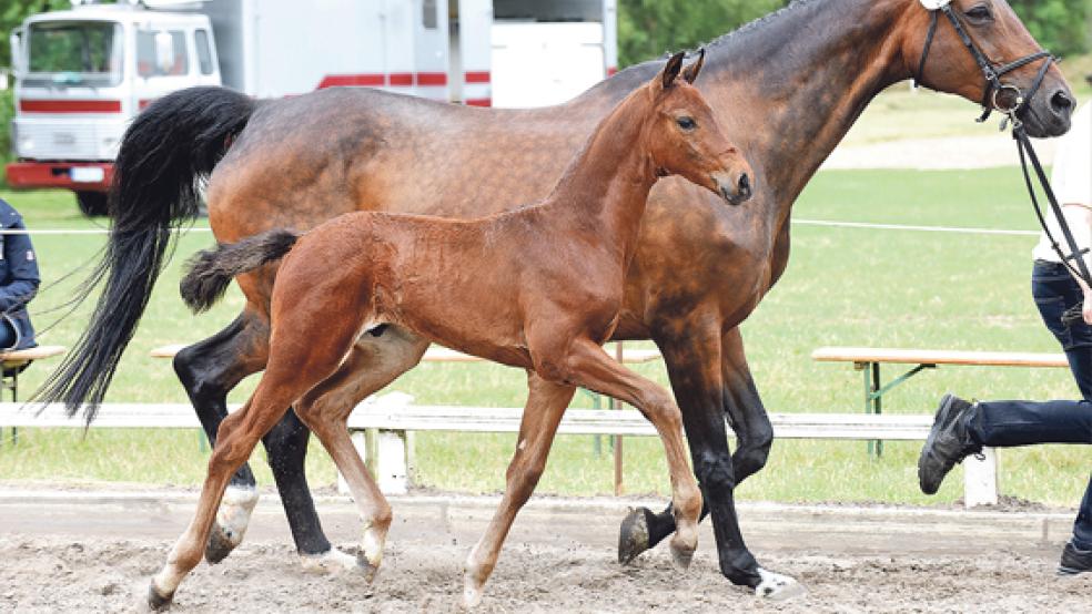 Das Siegenhengstfohlen der Schau des PZV Westerende ist von Rock Springs und kommt aus der Zucht von Deddo Tuitjer aus Norden. © Foto: Gleich