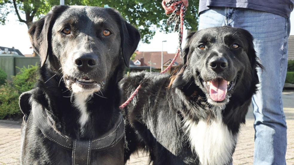 Eine neue Initiative setzt sich für Hundebadestelle in der Gemeinde Jemgum ein. © Foto: Boelmann