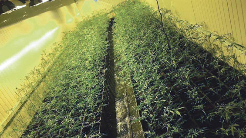 Die 910 Marihuana-Pflanzen wurden in professionell ausgestatteten Containern aufgezogen. © Foto: Polizei