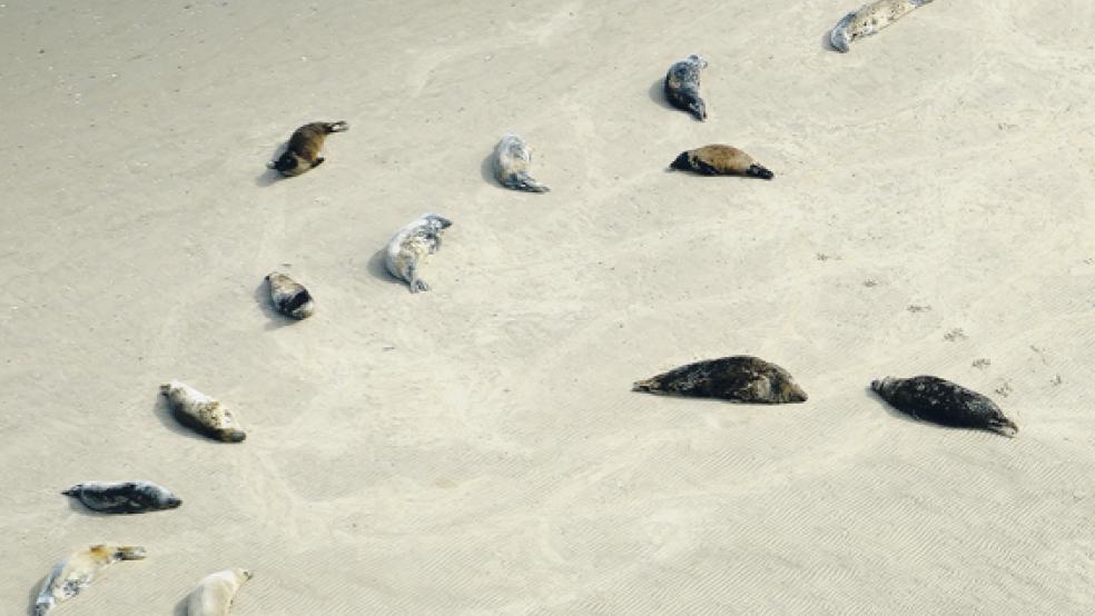 Deutschlands größte Raubtiere werden wieder zahlreicher: die Kegelrobben. © Foto: Richard Czeck/NLPV