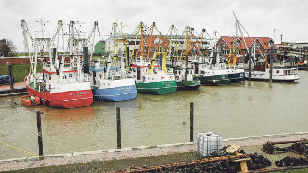Die Flotte der Ditzumer Krabbenfischer wurde zum Großteil in den Jahren 1995 und 1996 auf der Schiffswerft Diedrich in Oldersum gebaut. Die Kutter gehören damit zu den neuesten an der Nordseeküste. © Archivfoto: Szyska