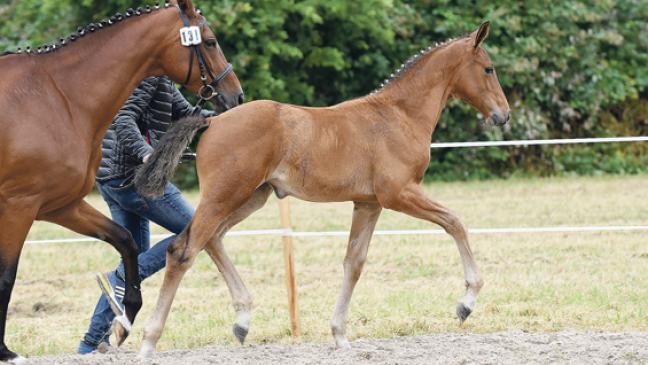 »Lady Escada« auf Platz 1