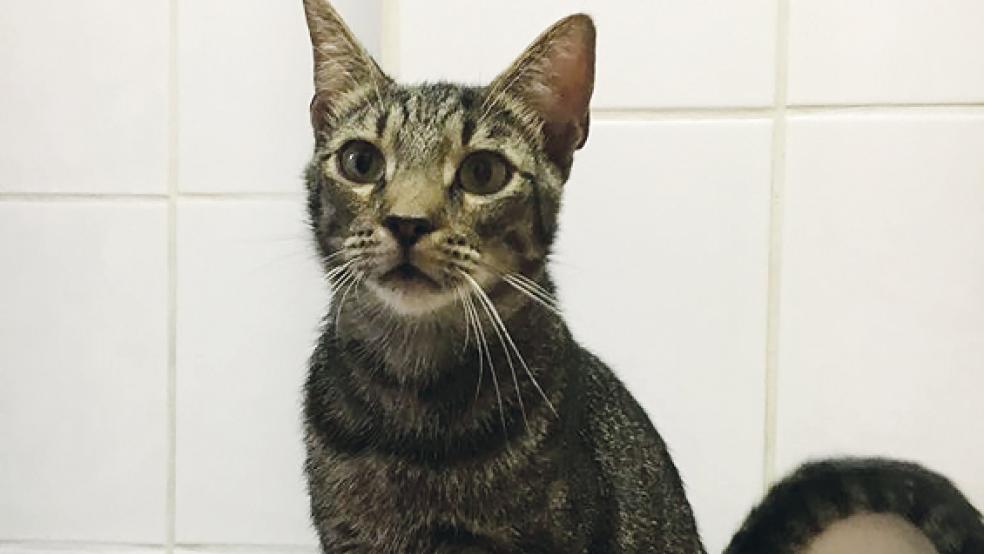 »Captain Kirk« und zwei weitere junge Kater suchen ein neues Zuhause. © Foto: privat