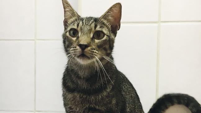 Drei junge Kater suchen ein Zuhause