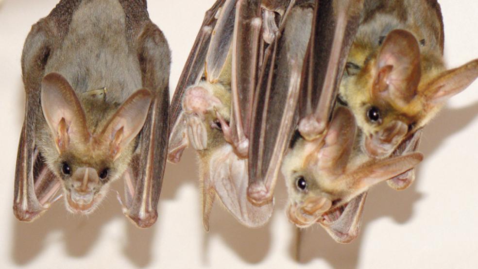 Geschöpfe der Nacht: Fledermäuse an ihrem Schlafplatz. © Foto: Tierärztliche Hochschule Hannover