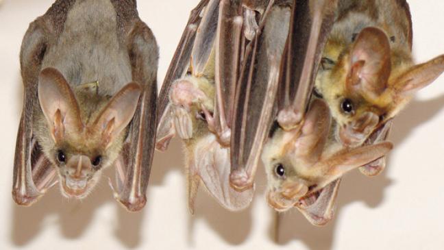 Fledermäuse auf keinen Fall anfassen