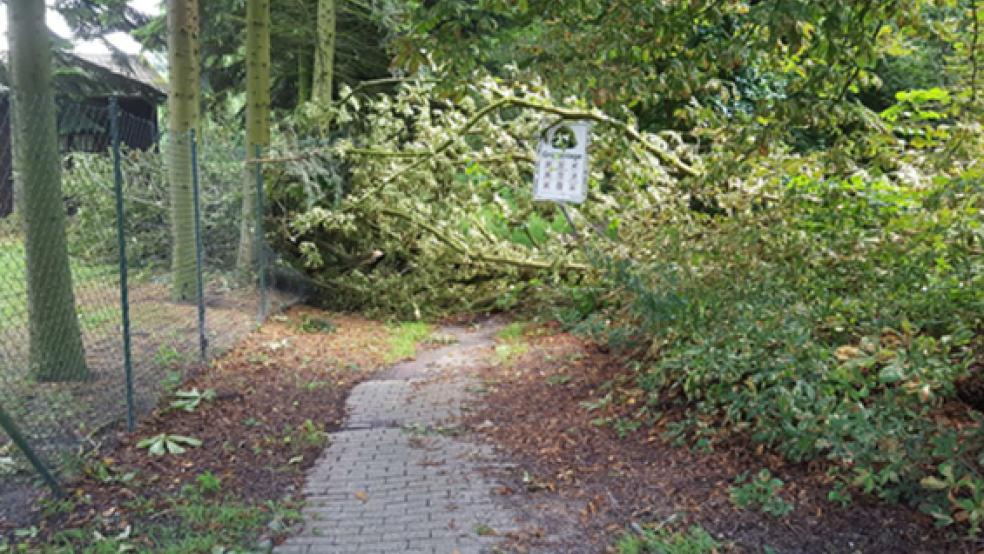Dieser Baum war aufgrund des Sturms auf den Wanderweg beim Anglerheim an der Hilkenborger Straße in Weener gestürzt. © Foto: Rand (Feuerwehr)