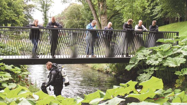 Taucher fischten im Trüben