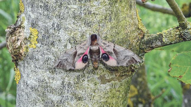 Seltene Schmetterlinge in den Emsauen