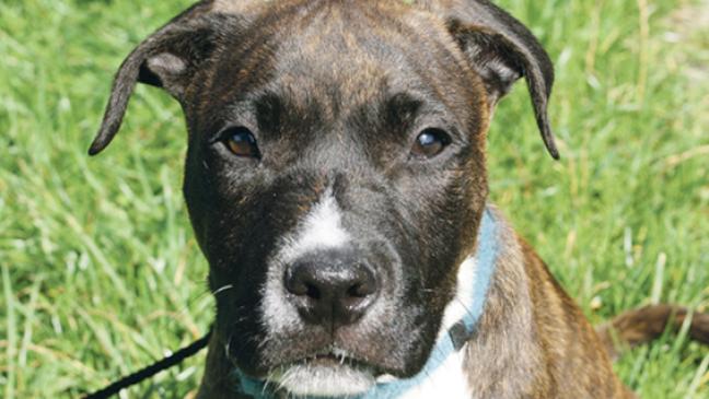 Amstaff-Welpen  suchen ein Zuhause
