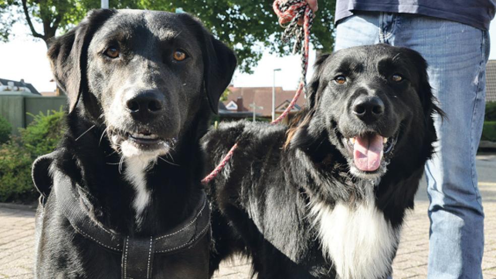 Eine Initiative setzt sich für eine Badestelle für Hunde in der Gemeinde Jemgum ein. Es wäre die erste Badestelle für Vierbeiner im gesamten Landkreis Leer.  © Foto: Boelmann