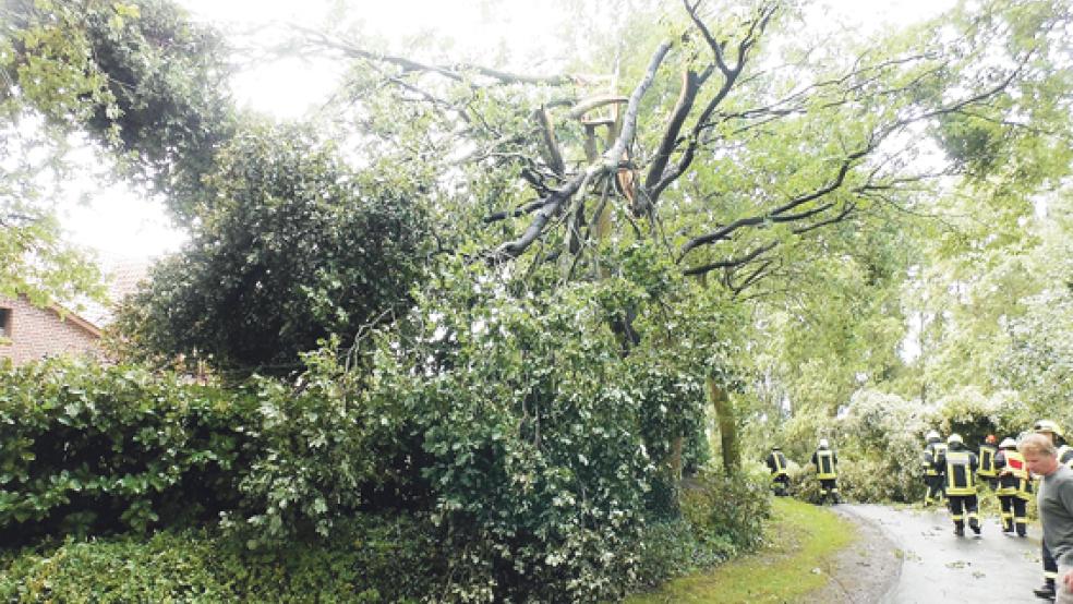 Die Krone brach aus diesem Baum heraus. © Fotos: Feuerwehr Rhede