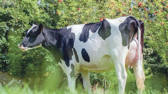 Niederländer sichern sich etliche Färsen